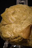 06761 - Top Association Mosasaur (Prognathodon anceps) Tooth + Squalicorax Shark Tooth Late Cretaceous