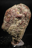 06355 - Rare Spinosaurus - Crocodile 1.81 Inch Coprolite with Digested Fish Scales