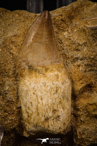 06762 - Top Huge Rooted 2.00 Inch Mosasaur (Prognathodon anceps) Tooth in Matrix
