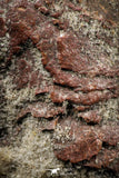 06355 - Rare Spinosaurus - Crocodile 1.81 Inch Coprolite with Digested Fish Scales