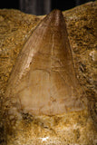 06762 - Top Huge Rooted 2.00 Inch Mosasaur (Prognathodon anceps) Tooth in Matrix