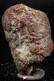 06355 - Rare Spinosaurus - Crocodile 1.81 Inch Coprolite with Digested Fish Scales