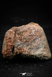 06356 - Beautiful Spinosaurus - Crocodile 0.72 Inch Coprolite with Digested Fish Scales