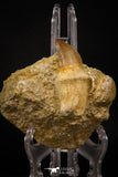 06763 - Top Huge Rooted 2.39 Inch Mosasaur (Prognathodon anceps) Tooth in Matrix