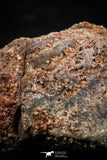 06356 - Beautiful Spinosaurus - Crocodile 0.72 Inch Coprolite with Digested Fish Scales