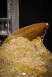 06763 - Top Huge Rooted 2.39 Inch Mosasaur (Prognathodon anceps) Tooth in Matrix