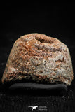 06356 - Beautiful Spinosaurus - Crocodile 0.72 Inch Coprolite with Digested Fish Scales