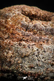 06356 - Beautiful Spinosaurus - Crocodile 0.72 Inch Coprolite with Digested Fish Scales