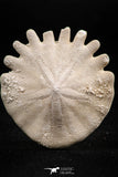 06357 - Top Beautiful 1.72 Inch Heliophora orbicularis (Urchin) Upper Pliocene