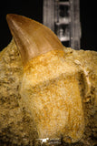 06763 - Top Huge Rooted 2.39 Inch Mosasaur (Prognathodon anceps) Tooth in Matrix