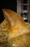 06763 - Top Huge Rooted 2.39 Inch Mosasaur (Prognathodon anceps) Tooth in Matrix