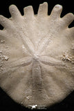 06357 - Top Beautiful 1.72 Inch Heliophora orbicularis (Urchin) Upper Pliocene