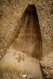 06764 - Top Huge Rooted 2.83 Inch Mosasaur (Prognathodon anceps) Tooth in Matrix
