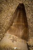 06764 - Top Huge Rooted 2.83 Inch Mosasaur (Prognathodon anceps) Tooth in Matrix