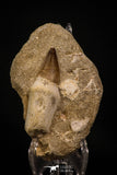 06764 - Top Huge Rooted 2.83 Inch Mosasaur (Prognathodon anceps) Tooth in Matrix