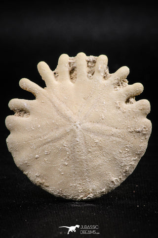 06358 - Top Beautiful 1.73 Inch Heliophora orbicularis (Urchin) Upper Pliocene