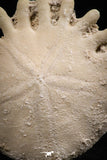 06358 - Top Beautiful 1.73 Inch Heliophora orbicularis (Urchin) Upper Pliocene