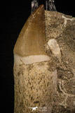 06765 - Top Huge Rooted 3.60 Inch Mosasaur (Prognathodon anceps) Tooth in Matrix