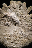 06358 - Top Beautiful 1.73 Inch Heliophora orbicularis (Urchin) Upper Pliocene