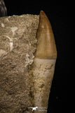 06765 - Top Huge Rooted 3.60 Inch Mosasaur (Prognathodon anceps) Tooth in Matrix