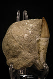 06765 - Top Huge Rooted 3.60 Inch Mosasaur (Prognathodon anceps) Tooth in Matrix