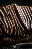 06359 - Beautiful Well Preserved Rare Gar Fish Scale (Obaichthys africanus) From Kem Kem Basin