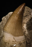 06765 - Top Huge Rooted 3.60 Inch Mosasaur (Prognathodon anceps) Tooth in Matrix