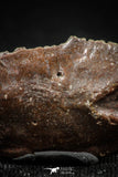 06359 - Beautiful Well Preserved Rare Gar Fish Scale (Obaichthys africanus) From Kem Kem Basin