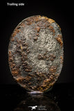 20935 - Taza (NWA 859) Iron Ungrouped Plessitic Octahedrite Meteorite 2.0g ORIENTED