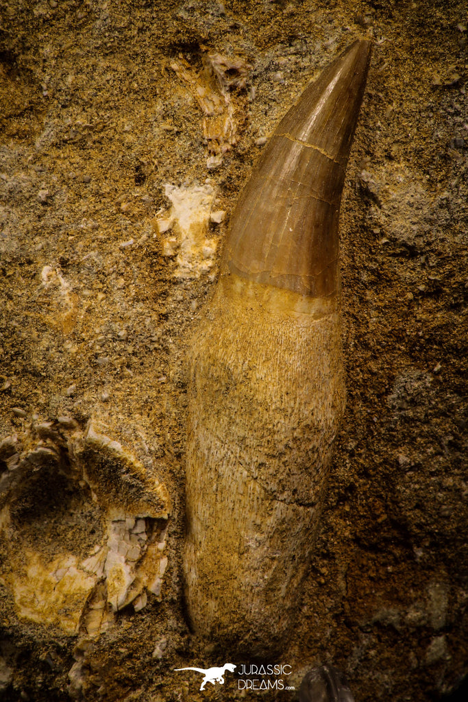 06766 - Well Preserved 2.30 Inch Eremiasaurus heterodontus (Mosasaur) Rooted Tooth