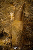 06766 - Well Preserved 2.30 Inch Eremiasaurus heterodontus (Mosasaur) Rooted Tooth