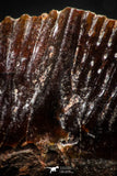 06360 - Beautiful Well Preserved Rare Gar Fish Scale (Obaichthys africanus) From Kem Kem Basin