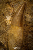 06766 - Well Preserved 2.30 Inch Eremiasaurus heterodontus (Mosasaur) Rooted Tooth