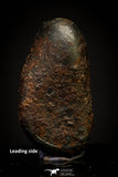 20936 - Taza (NWA 859) Iron Ungrouped Plessitic Octahedrite Meteorite 2.2g ORIENTED