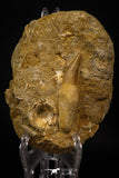 06766 - Well Preserved 2.30 Inch Eremiasaurus heterodontus (Mosasaur) Rooted Tooth