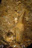 06766 - Well Preserved 2.30 Inch Eremiasaurus heterodontus (Mosasaur) Rooted Tooth