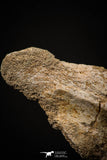 06927 - Top Huge 7.48 Inch Dyrosaurus phosphaticus Vertebra Bone Eocene