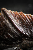 06361 - Beautiful Well Preserved Rare Gar Fish Scale (Obaichthys africanus) From Kem Kem Basin