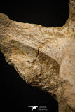 06927 - Top Huge 7.48 Inch Dyrosaurus phosphaticus Vertebra Bone Eocene