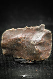 06361 - Beautiful Well Preserved Rare Gar Fish Scale (Obaichthys africanus) From Kem Kem Basin