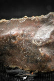 06361 - Beautiful Well Preserved Rare Gar Fish Scale (Obaichthys africanus) From Kem Kem Basin