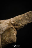 06927 - Top Huge 7.48 Inch Dyrosaurus phosphaticus Vertebra Bone Eocene