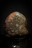 20937 - Taza (NWA 859) Iron Ungrouped Plessitic Octahedrite Meteorite 2.2g ORIENTED