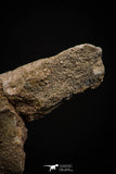 06927 - Top Huge 7.48 Inch Dyrosaurus phosphaticus Vertebra Bone Eocene