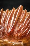06362 - Beautiful Well Preserved Rare Gar Fish Scale (Obaichthys africanus) From Kem Kem Basin