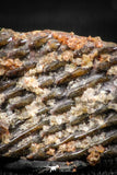 06363 - Rare Unidentified 0.78 Inch Partial Body Fish With Scales From Kem Kem Basin