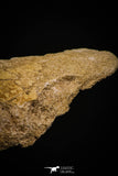 06927 - Top Huge 7.48 Inch Dyrosaurus phosphaticus Vertebra Bone Eocene