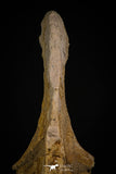 06927 - Top Huge 7.48 Inch Dyrosaurus phosphaticus Vertebra Bone Eocene