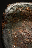 20938 - Taza (NWA 859) Iron Ungrouped Plessitic Octahedrite Meteorite 1.9g ORIENTED