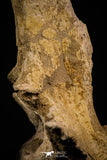 06927 - Top Huge 7.48 Inch Dyrosaurus phosphaticus Vertebra Bone Eocene